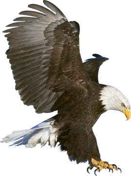an eagle in flight with its wings spread