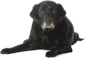 a black dog laying down on the floor