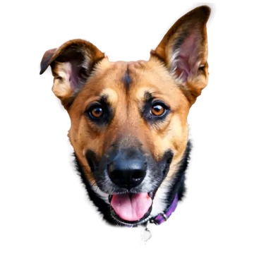a close up of a dog with its tongue out