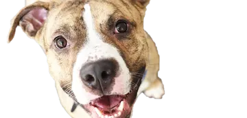 a brown and white dog is looking up at the camera