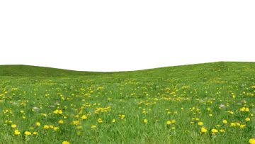 a field of green grass with yellow flowers