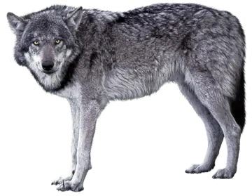 a wolf standing in front of a white background