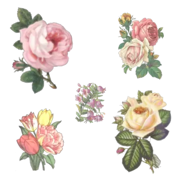 a bunch of pink and yellow roses