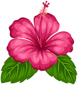 a pink flower on a white background