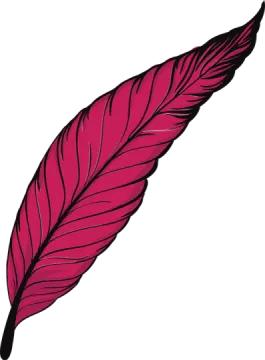 a pink feather on a white background