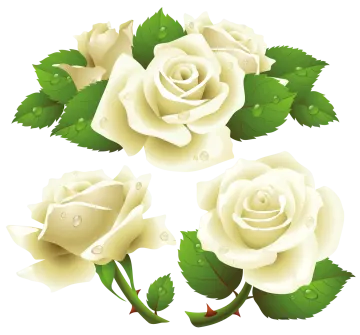 three white roses with green leaves