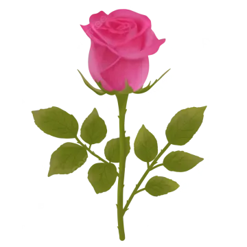 a single pink rose on a white background