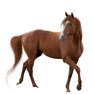 a brown horse walking on a white background