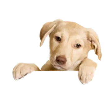 a puppy is peeking over a blank sign