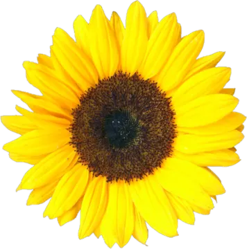 a sunflower on a white background