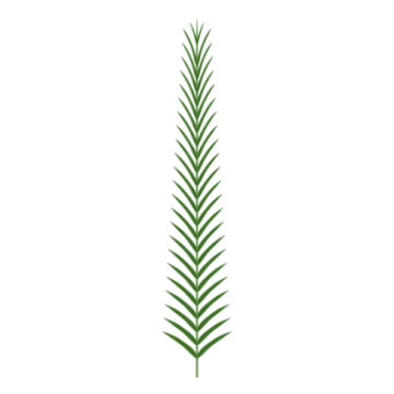 a green plant on a white background