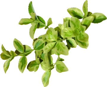 a bunch of green leaves on white background