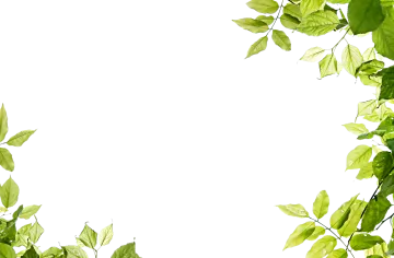 a frame made out of green leaves
