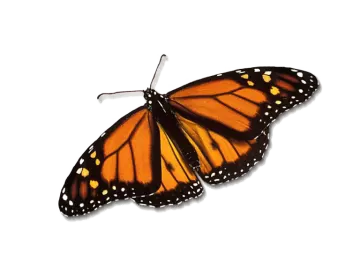 a monarch butterfly on white background