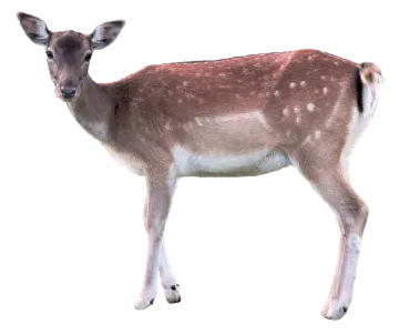 a small deer standing in front of a white background