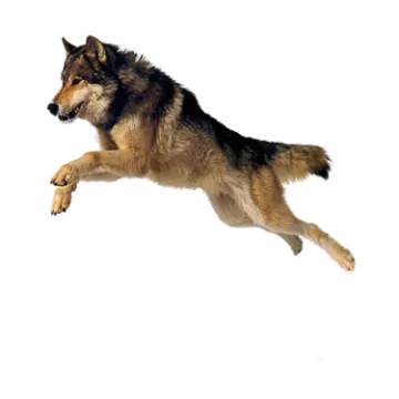 a wolf jumping in the air
