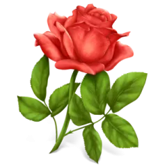 a red rose on a white background