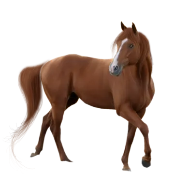 a brown horse walking across a white surface