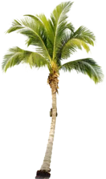 a palm tree on a white background