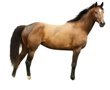 a brown horse standing in front of a white background