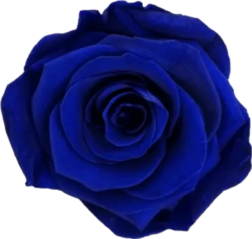 a blue rose on a white background