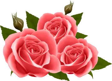 three pink roses with green leaves