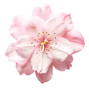 a pink flower on white background