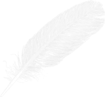 white feather on a white background