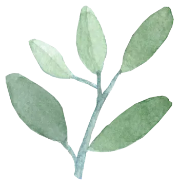 a green leaf on a white background