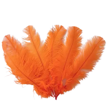 an orange feather on a white background