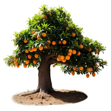 a tree with oranges growing on it