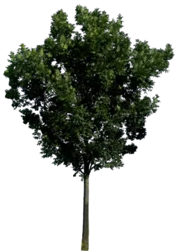 a tree on a white background