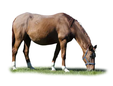 a brown horse eating grass in a field