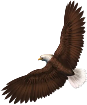 an eagle flying with its wings spread out