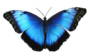 a blue butterfly on a white background