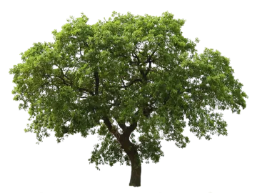a tree on a white background