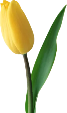 a single yellow tulipow on a white background