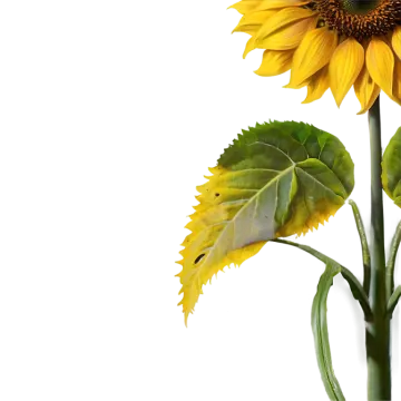 a yellow sunflower with green leaves in a vase