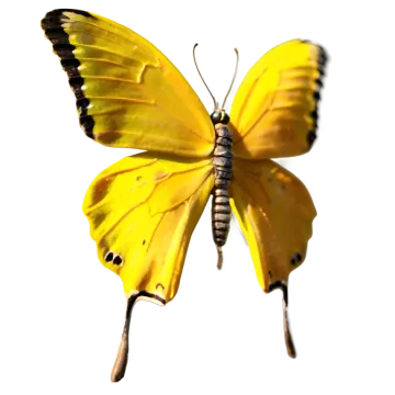 a yellow butterfly on a white background