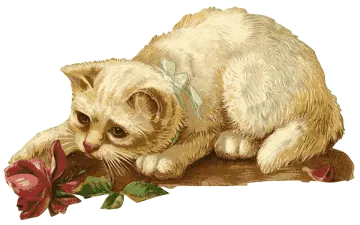 the cat is white