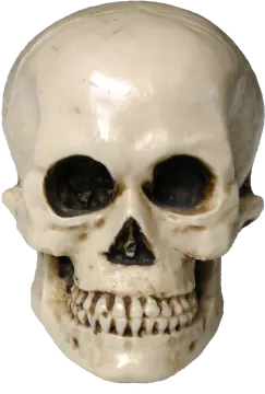 a close up of a human skull