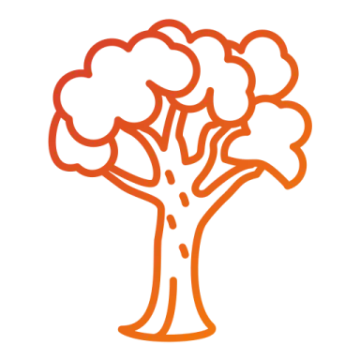 an orange tree with a white background