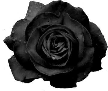 a black rose with water droplets on it
