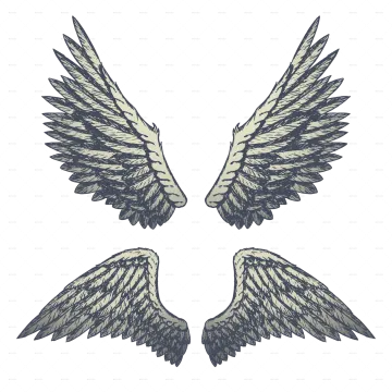a pair of wings on white background