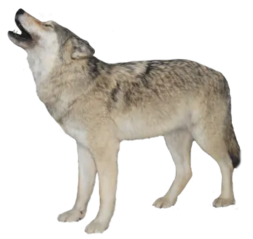 a wolf standing on a white background