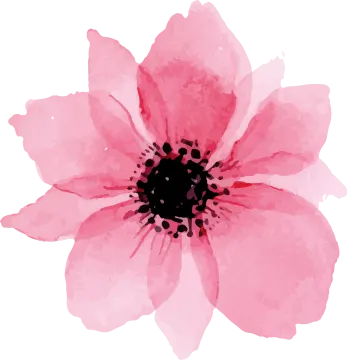 a pink flower on white background