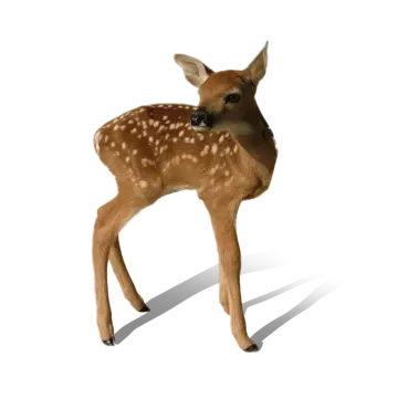 a baby deer standing in front of a white background