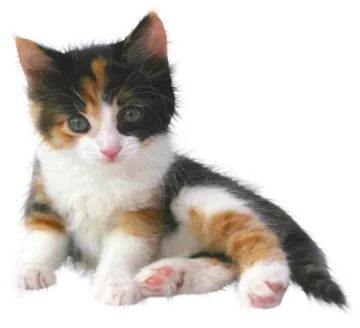 a small kitten laying down on the ground