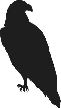 a black crow silhouetted on a white background