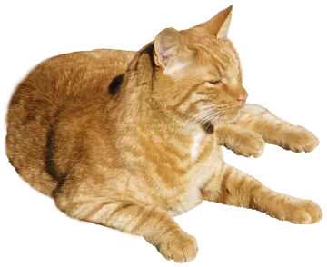 the cat is orange
